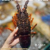 海鲜盛宴，徐记海鲜虹桥新店开业🆕