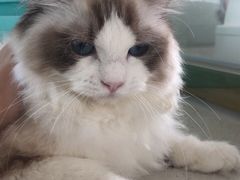 -糯米喵星人总部直营旗舰店·猫舍·幼猫出售