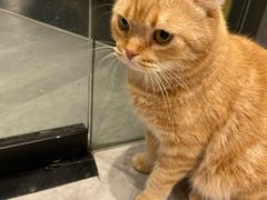 -猫儿山۰猫主题餐厅