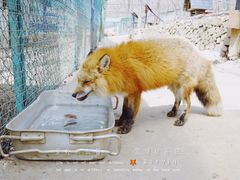 -宫城藏王狐狸村