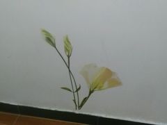 -尚客优酒店(苏州观前街平江路店)