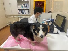 -北京观赏动物医院·24小时大型综合·猫专科·异宠专科