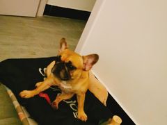 -爱侣宠医·鹦鹉专科·小型哺乳类·异宠专科(灵石路店)