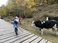 -苏木山森林公园