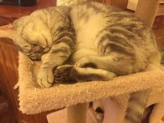 -猫色咖啡·猫咖