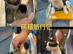 -宠颐生斯嘉宠物医院·急重症·心内科(谷阳北路分院)