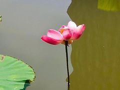-黄兴公园