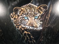 -罗红摄影艺术馆