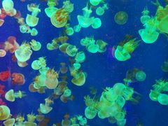 -成都浩海立方海洋公园