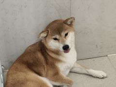 -共舞时光猫咖·狗咖(新街口店)