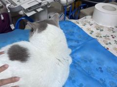 -美联众合动物医院·24h转诊中心