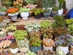 -双季花艺园艺市场(浦东店)