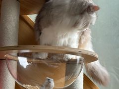 -悠尼宠物·独立低压伊珊娜洗护·美容·寄养(兰谷路店)