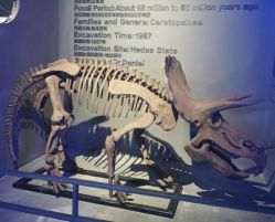 -恐龙探索乐园(磁器口店)