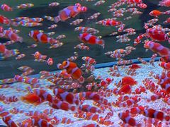 -海合安成都极地海洋公园