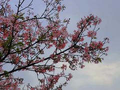 -天适樱花悠乐园