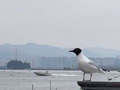 -海埂大坝