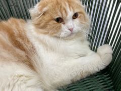 -喵园·猫主题咖啡厅·撸猫·猫咖(国贸店)