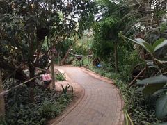 -呀路古热带植物园