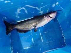 -古城苗家土菜馆(河景餐厅店)