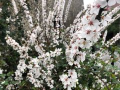 圣诞雪花蛋糕-星巴克臻选(思南公馆店)