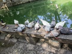 -西园戒幢律寺
