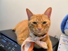 -芭比堂动物医院·犬猫全科·异宠专科(雁塔分院)