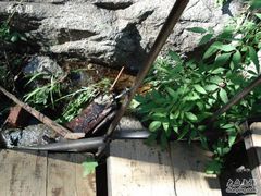 小蜻蜓-北京水岸山吧度假村(雁栖镇店)