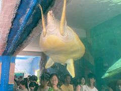 -广东惠东海龟国家级自然保护区