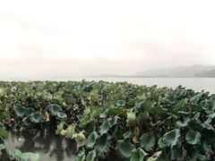 -湖畔居茶楼(湖滨店)
