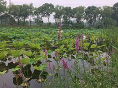 -昆山城市生态森林公园