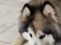 -艾吉宠物医院·疑难杂症转诊中心·猫友好(碧江路院)