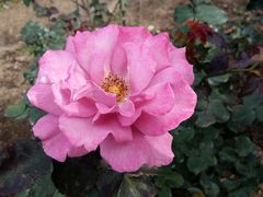 -人民公园(罗湖区)