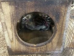 -上海大自然野生昆虫馆(东方明珠·爬宠昆虫探索中心)