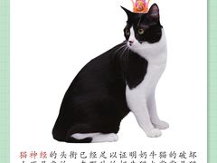 -翊宠yipet猫狗购宠庄园