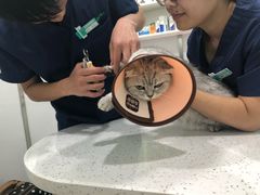 -佳雯宠物医院(金华南路分院)