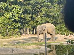 -清迈夜间动物园