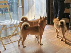 -柴犬高等学院·狗咖·柴犬售卖·宠物训练