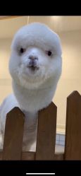 -Moni星球萌宠·小马宝莉·灵蛇·高端高阶全萌宠互动体验俱乐部(红豆国际广场店)