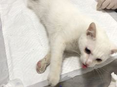 -艾吉宠物医院·疑难杂症转诊中心·猫友好(碧江路院)