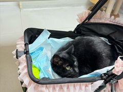 -谐和益家动物医院·免疫绝育·血液透析·宠保定点医院(高新伊藤分院)