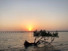 -宝安西湾红树林湿地公园