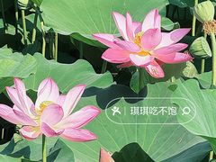 -保定东湖公园(莲池区)