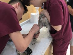 -美联众合动物医院·24h京西诊疗中心