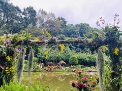 -深圳仙湖植物园