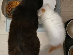 -平行世界·猫咖(首经贸店)