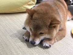 -逗柴咖啡屋·狗咖猫咖宠物桌游
