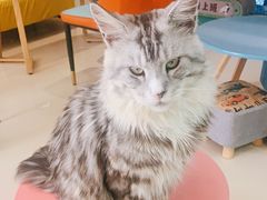 -猫在这儿猫咪咖啡馆·撸猫馆