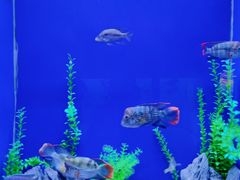 -乌鲁木齐海洋馆