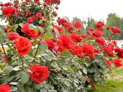 -华味家大食堂(安远路店)